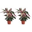 BLOOMIQUE - Lot de 2 - Calathea Triostar - Plante paon - Plantes d'intérieur - Purificateur d'air - H. 40-60 cm - vignette