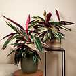BLOOMIQUE - Lot de 2 - Calathea Triostar - Plante paon - Plantes d'intérieur - Purificateur d'air - H. 40-60 cm - vignette