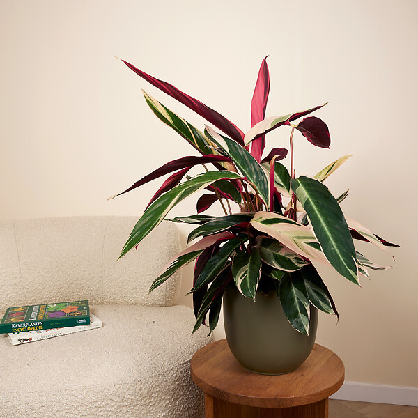 BLOOMIQUE - Lot de 2 - Calathea Triostar - Plante paon - Plantes d'intérieur - Purificateur d'air - H. 40-60 cm - large