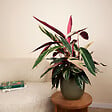 BLOOMIQUE - Lot de 2 - Calathea Triostar - Plante paon - Plantes d'intérieur - Purificateur d'air - H. 40-60 cm - vignette