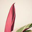 BLOOMIQUE - Lot de 2 - Calathea Triostar - Plante paon - Plantes d'intérieur - Purificateur d'air - H. 40-60 cm - vignette