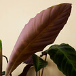 BLOOMIQUE - Lot de 2 - Calathea Warscewiczii - Plante paon - Plantes d'intérieur - H. 50-70 cm - vignette