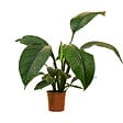 BLOOMIQUE - Spathiphyllum Sensation - Lis de la paix - Plante d'intérieur XXL - H. 110-130 cm - vignette
