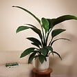 BLOOMIQUE - Spathiphyllum Sensation - Lis de la paix - Plante d'intérieur XXL - H. 110-130 cm - vignette