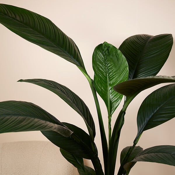 BLOOMIQUE - Spathiphyllum Sensation - Lis de la paix - Plante d'intérieur XXL - H. 110-130 cm - large