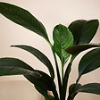 BLOOMIQUE - Spathiphyllum Sensation - Lis de la paix - Plante d'intérieur XXL - H. 110-130 cm - vignette