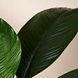 BLOOMIQUE - Spathiphyllum Sensation - Lis de la paix - Plante d'intérieur XXL - H. 110-130 cm - vignette