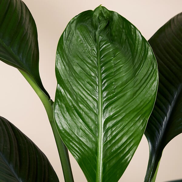 BLOOMIQUE - Spathiphyllum Sensation - Lis de la paix - Plante d'intérieur XXL - H. 110-130 cm - large