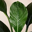 BLOOMIQUE - Spathiphyllum Sensation - Lis de la paix - Plante d'intérieur XXL - H. 110-130 cm - vignette