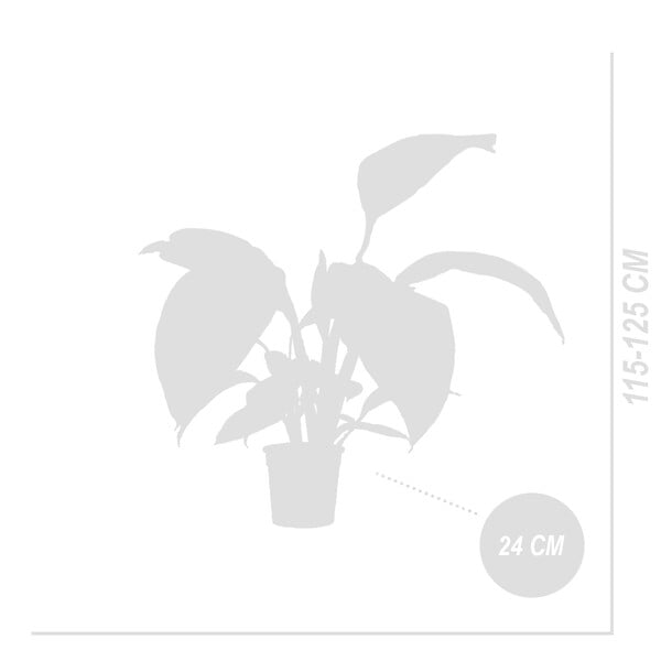BLOOMIQUE - Spathiphyllum Sensation - Lis de la paix - Plante d'intérieur XXL - H. 110-130 cm - large