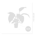 BLOOMIQUE - Spathiphyllum Sensation - Lis de la paix - Plante d'intérieur XXL - H. 110-130 cm - vignette