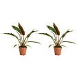 BLOOMIQUE - Set van 2 - Philodendron Bipinnatifidum Choco Empress - Plante d'intérieuren - P. 12 cm - vignette