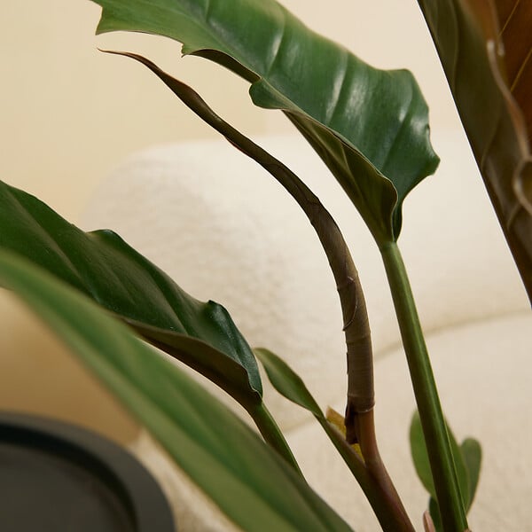 BLOOMIQUE - Set van 2 - Philodendron Bipinnatifidum Choco Empress - Plante d'intérieuren - P. 12 cm - large