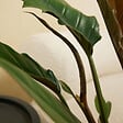 BLOOMIQUE - Set van 2 - Philodendron Bipinnatifidum Choco Empress - Plante d'intérieuren - P. 12 cm - vignette