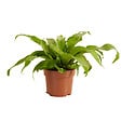 BLOOMIQUE - Asplenium Antiquum - Fougère nid d'oiseau - Plante d'intérieur - Purificateur d'air - H. 20-30 cm - vignette
