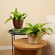 BLOOMIQUE - Asplenium Antiquum - Fougère nid d'oiseau - Plante d'intérieur - Purificateur d'air - H. 20-30 cm - vignette