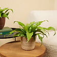BLOOMIQUE - Asplenium Antiquum - Fougère nid d'oiseau - Plante d'intérieur - Purificateur d'air - H. 20-30 cm - vignette