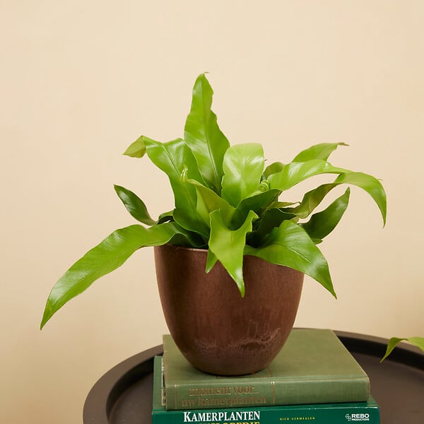 BLOOMIQUE - Asplenium Antiquum - Fougère nid d'oiseau - Plante d'intérieur - Purificateur d'air - H. 20-30 cm - large