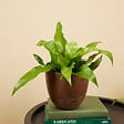 BLOOMIQUE - Asplenium Antiquum - Fougère nid d'oiseau - Plante d'intérieur - Purificateur d'air - H. 20-30 cm - vignette