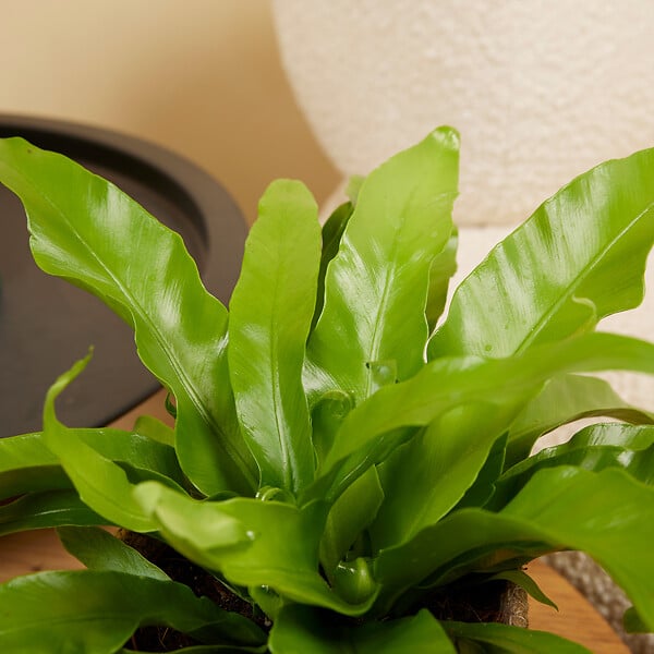 BLOOMIQUE - Asplenium Antiquum - Fougère nid d'oiseau - Plante d'intérieur - Purificateur d'air - H. 20-30 cm - large
