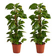 BLOOMIQUE - Lot de 2 - Epipremnum Aureum - Avec tige en mousse - Lierre dragon - H. 70-90 cm - P. 19 cm - vignette