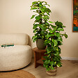 BLOOMIQUE - Lot de 2 - Epipremnum Aureum - Avec tige en mousse - Lierre dragon - H. 70-90 cm - P. 19 cm - vignette
