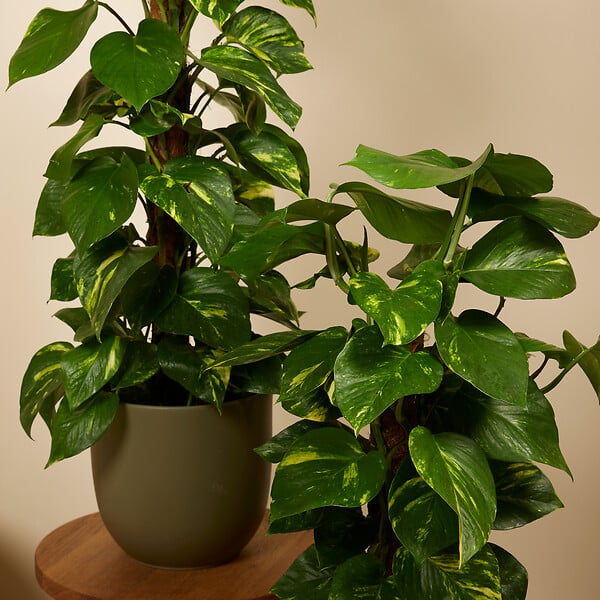 BLOOMIQUE - Lot de 2 - Epipremnum Aureum - Avec tige en mousse - Lierre dragon - H. 70-90 cm - P. 19 cm - large