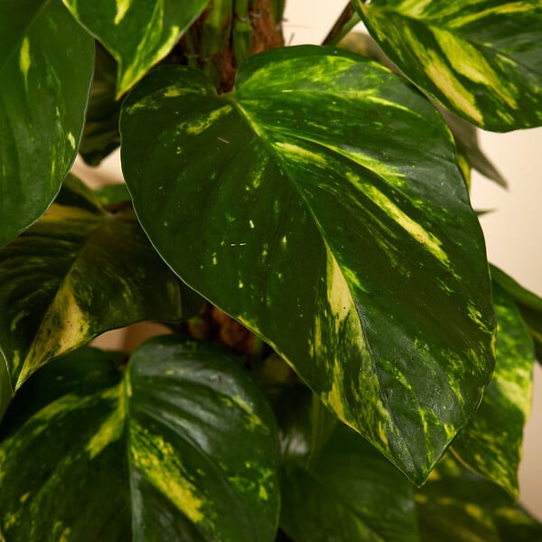 BLOOMIQUE - Lot de 2 - Epipremnum Aureum - Avec tige en mousse - Lierre dragon - H. 70-90 cm - P. 19 cm - large