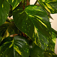 BLOOMIQUE - Lot de 2 - Epipremnum Aureum - Avec tige en mousse - Lierre dragon - H. 70-90 cm - P. 19 cm - vignette