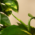 BLOOMIQUE - Lot de 2 - Epipremnum Aureum - Avec tige en mousse - Lierre dragon - H. 70-90 cm - P. 19 cm - vignette