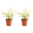 BLOOMIQUE - Lot de 2 - Aglaonema White Joy - Plantes d'intérieur - Purificateur d'air - H. 20-30 cm - vignette