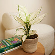 BLOOMIQUE - Lot de 2 - Aglaonema White Joy - Plantes d'intérieur - Purificateur d'air - H. 20-30 cm - vignette