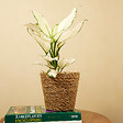 BLOOMIQUE - Lot de 2 - Aglaonema White Joy - Plantes d'intérieur - Purificateur d'air - H. 20-30 cm - vignette