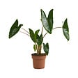 BLOOMIQUE - Alocasia Zebrina - Oreille d'éléphant - Plante d'intérieur - Purificateur d'air - H. 50-70 cm - vignette