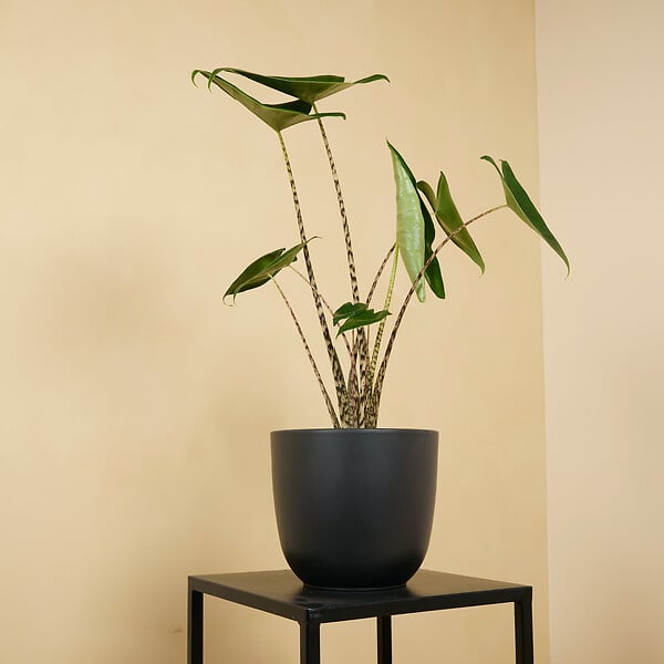 BLOOMIQUE - Alocasia Zebrina - Oreille d'éléphant - Plante d'intérieur - Purificateur d'air - H. 50-70 cm - large
