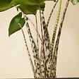 BLOOMIQUE - Alocasia Zebrina - Oreille d'éléphant - Plante d'intérieur - Purificateur d'air - H. 50-70 cm - vignette