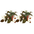 BLOOMIQUE - Lot de 2 - Philodendron Scandens Micans - Plante suspendue - H. 15-20 cm - vignette