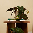 BLOOMIQUE - Lot de 2 - Philodendron Scandens Micans - Plante suspendue - H. 15-20 cm - vignette