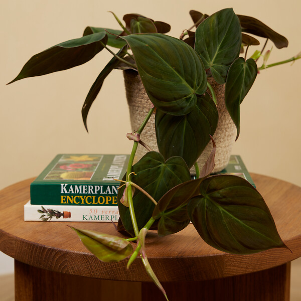 BLOOMIQUE - Lot de 2 - Philodendron Scandens Micans - Plante suspendue - H. 15-20 cm - large