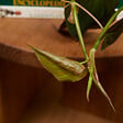 BLOOMIQUE - Lot de 2 - Philodendron Scandens Micans - Plante suspendue - H. 15-20 cm - vignette