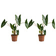 BLOOMIQUE - Lot de 2 - Alocasia Zebrina - Oreille d'éléphant - Plantes d'intérieur - H. 50-70 cm - vignette