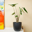 BLOOMIQUE - Lot de 2 - Alocasia Zebrina - Oreille d'éléphant - Plantes d'intérieur - H. 50-70 cm - vignette