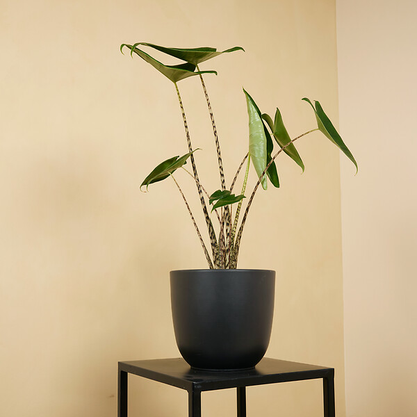 BLOOMIQUE - Lot de 2 - Alocasia Zebrina - Oreille d'éléphant - Plantes d'intérieur - H. 50-70 cm - large