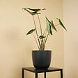 BLOOMIQUE - Lot de 2 - Alocasia Zebrina - Oreille d'éléphant - Plantes d'intérieur - H. 50-70 cm - vignette