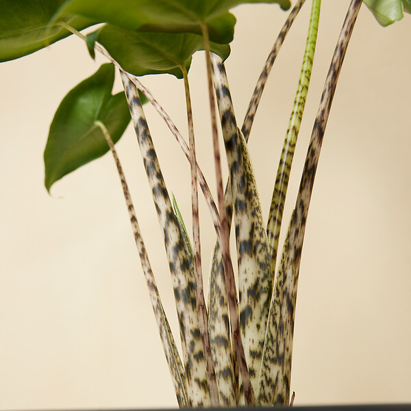 BLOOMIQUE - Lot de 2 - Alocasia Zebrina - Oreille d'éléphant - Plantes d'intérieur - H. 50-70 cm - large