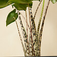 BLOOMIQUE - Lot de 2 - Alocasia Zebrina - Oreille d'éléphant - Plantes d'intérieur - H. 50-70 cm - vignette