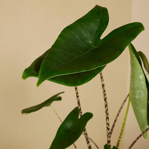 BLOOMIQUE - Lot de 2 - Alocasia Zebrina - Oreille d'éléphant - Plantes d'intérieur - H. 50-70 cm - large