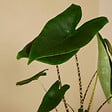 BLOOMIQUE - Lot de 2 - Alocasia Zebrina - Oreille d'éléphant - Plantes d'intérieur - H. 50-70 cm - vignette