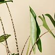 BLOOMIQUE - Lot de 2 - Alocasia Zebrina - Oreille d'éléphant - Plantes d'intérieur - H. 50-70 cm - vignette