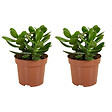 BLOOMIQUE - Lot de 2 - Crassula Ovata Arbre Magique - Plante de Jade - H. 15-20 cm - P. 12 cm - vignette